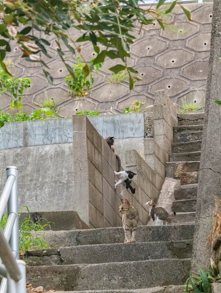 階段で一匹だけ重力が横方向に働いてしまったように見える猫の写真 by 一人旅研究会