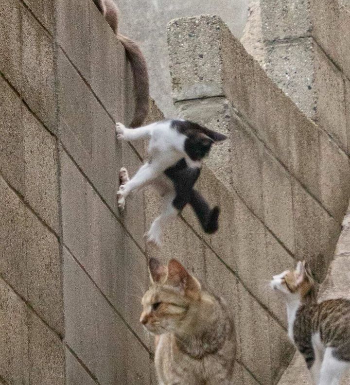 忍者のように壁にへばりつく猫