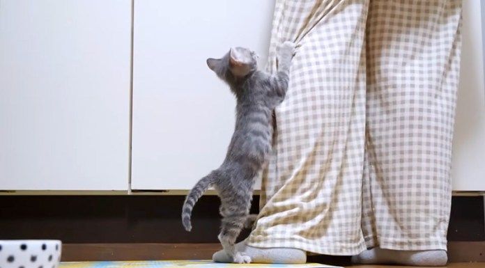 養育主さんの足にダイブする子猫