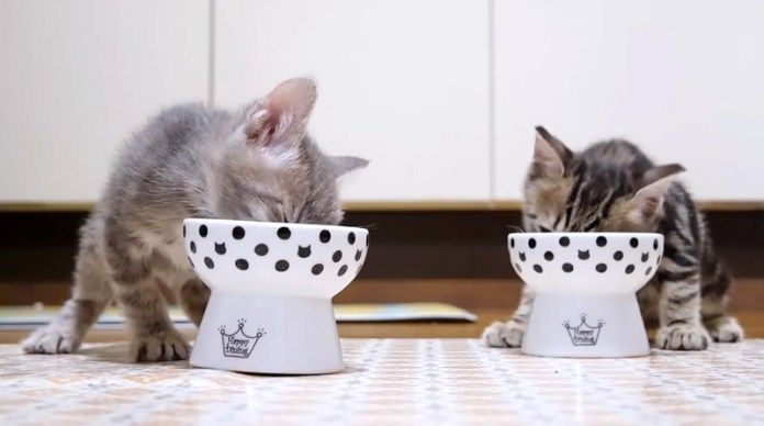 ご飯を食べる子猫達
