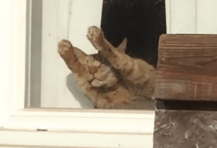 お日様気持ちいいニャ〜♪ 肉球を温めながら寝る猫さん。