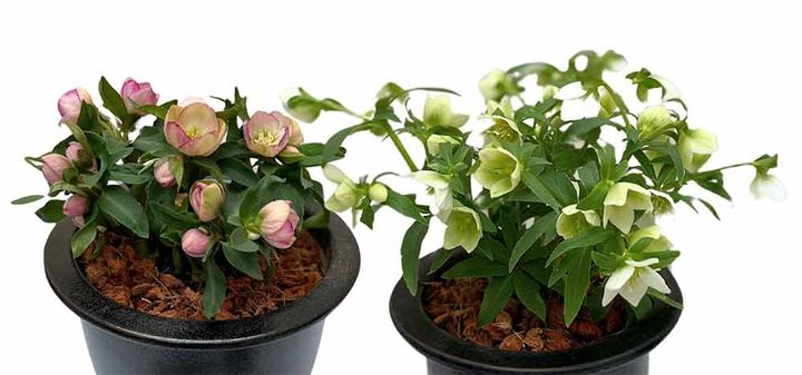 プチドール®︎ 