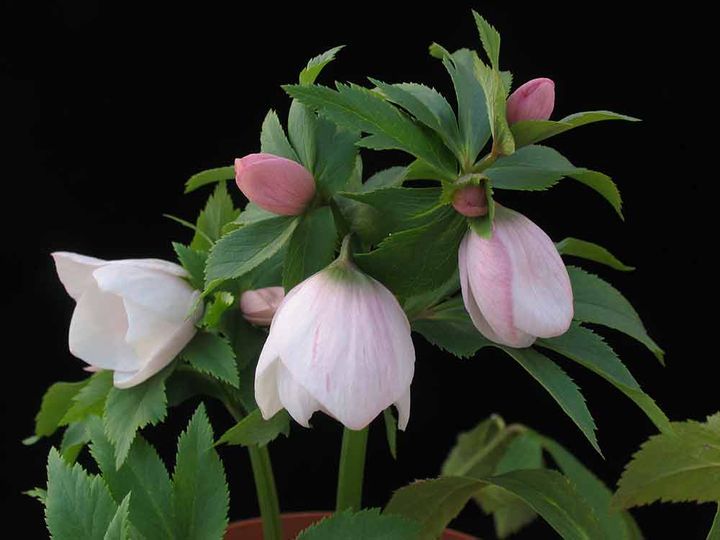 希少種の‘ヨシノ’