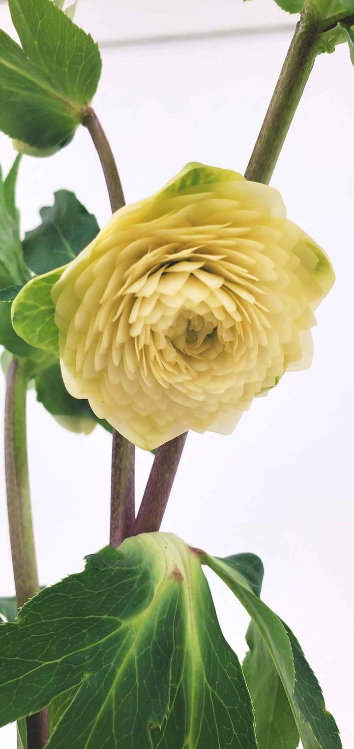 ‘プリマドレス®︎ ルナソラ’