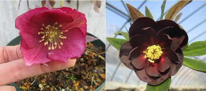 クリスマスローズ