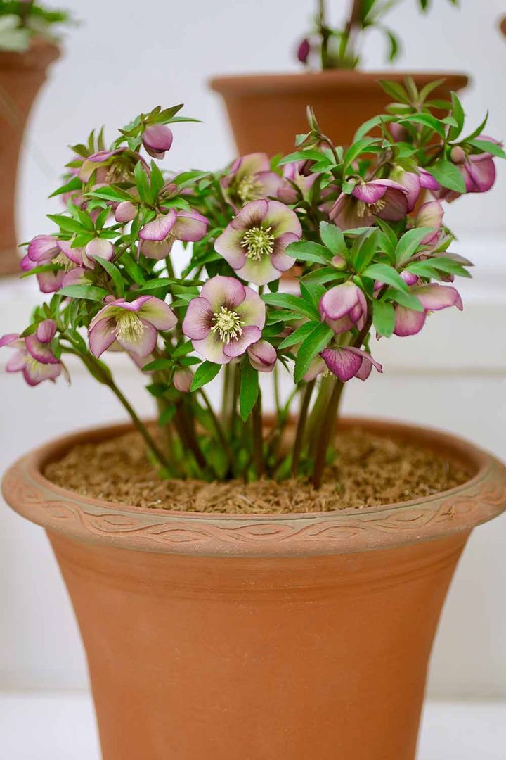 ‘プチドール®︎’。