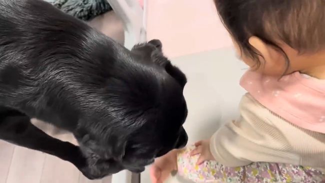 赤ちゃんにかまってほしい黒ラブ
