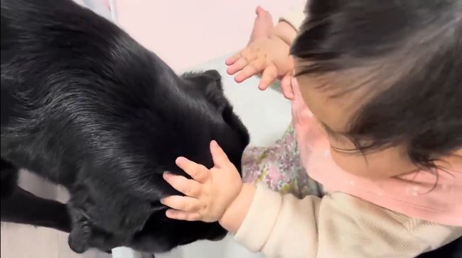 赤ちゃんにかまってほしい黒ラブ