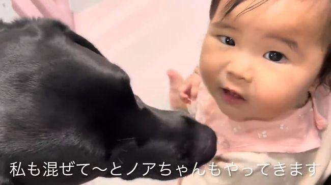 赤ちゃんにかまってほしい黒ラブ