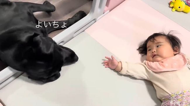 赤ちゃんにかまってほしい黒ラブ