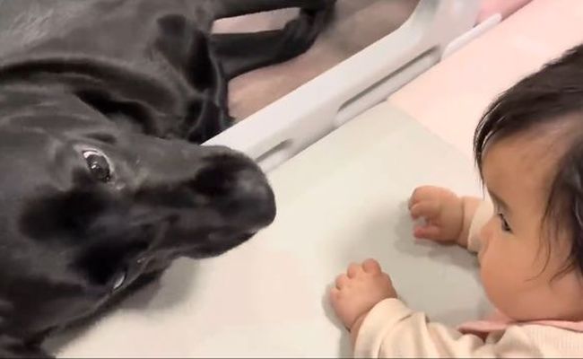 赤ちゃんにかまってほしい黒ラブ