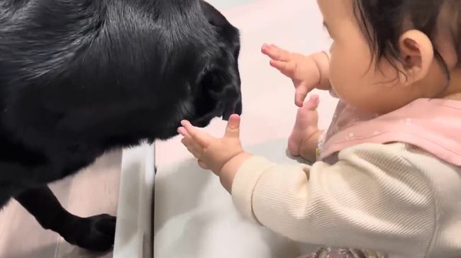 赤ちゃんにかまってほしい黒ラブ