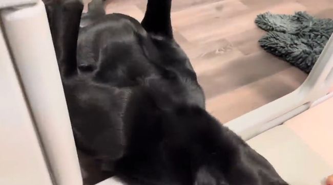 赤ちゃんにかまってほしい黒ラブ