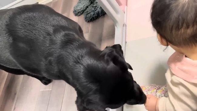 赤ちゃんにかまってほしい黒ラブ