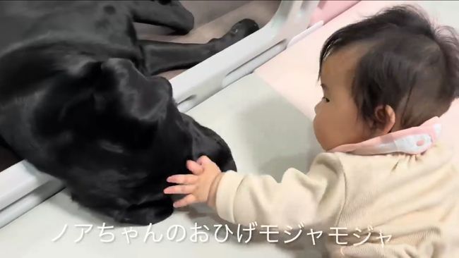 赤ちゃんにかまってほしい黒ラブ