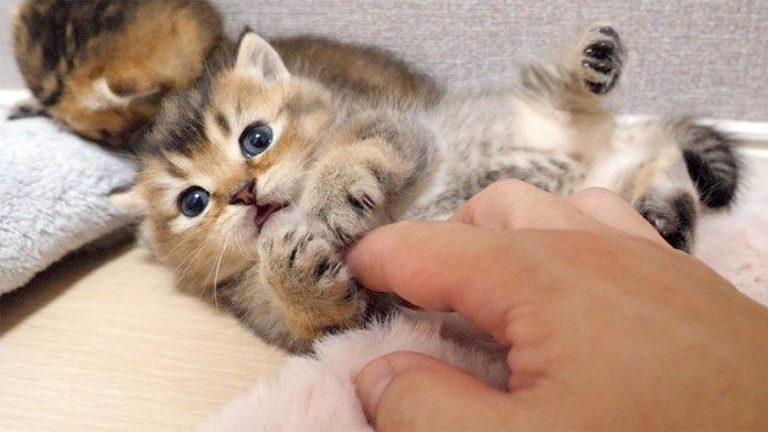 ビックリしちゃった子猫