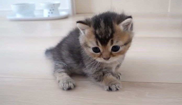 歩き回る子猫