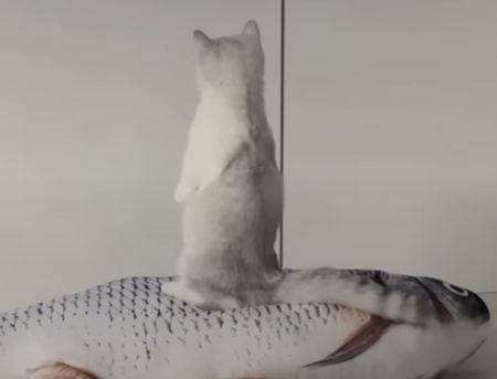 可愛すぎる♪ マンチカンの立ち姿！