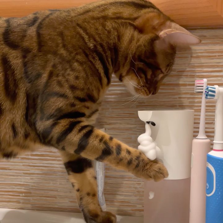 ずば抜けた観察眼を持った猫、ソープディスペンサーを使いこなす