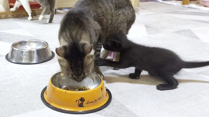 先住猫と子猫