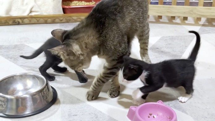 先住猫が気になる子猫