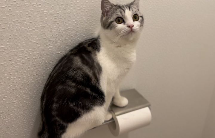 トイレットペーパーホルダーの蓋の上に乗る猫