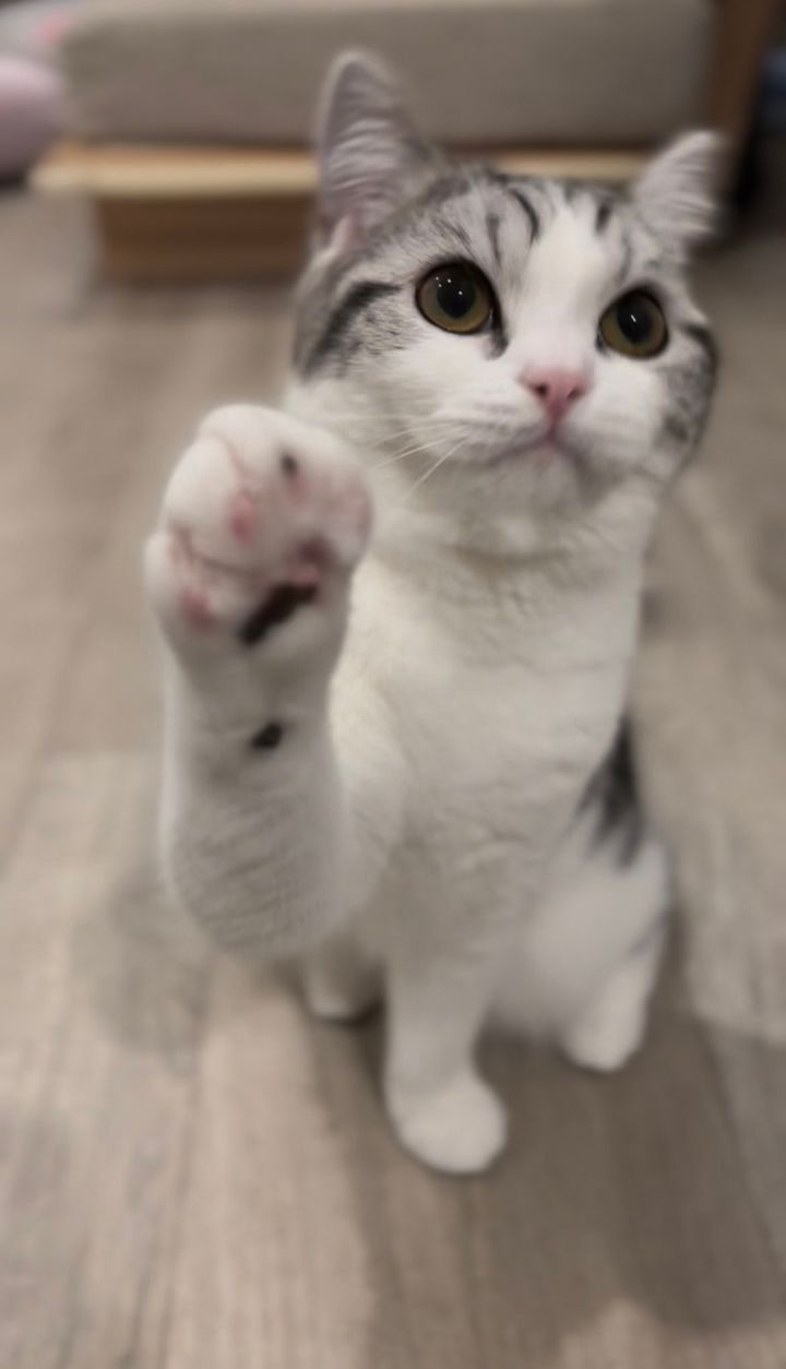 おやつをねだる立ち耳スコティッシュフォールドのぷくりちゃん