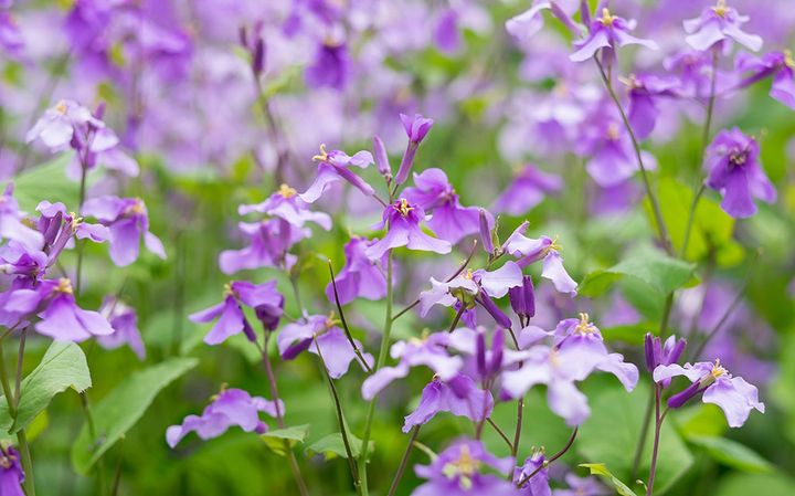 ムラサキハナナ