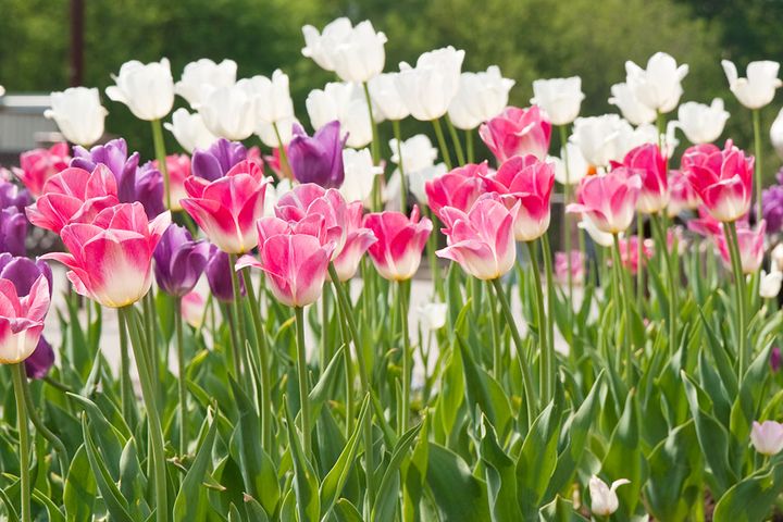 チューリップ