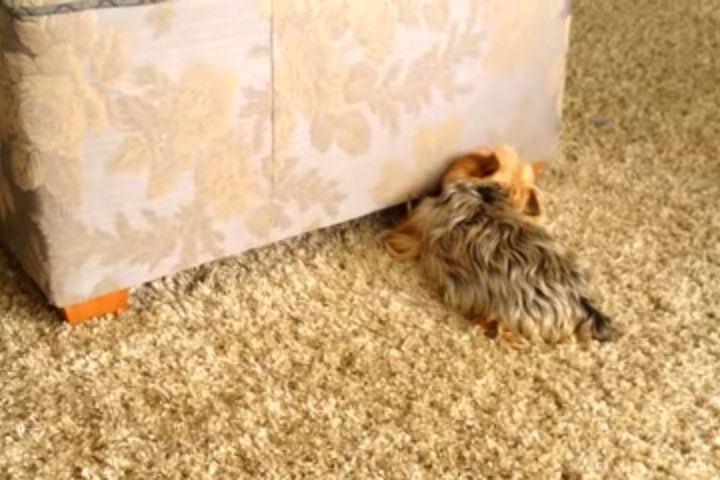 ヨーキーと仲良く遊ぶのは？／出典：Jacki Unwin