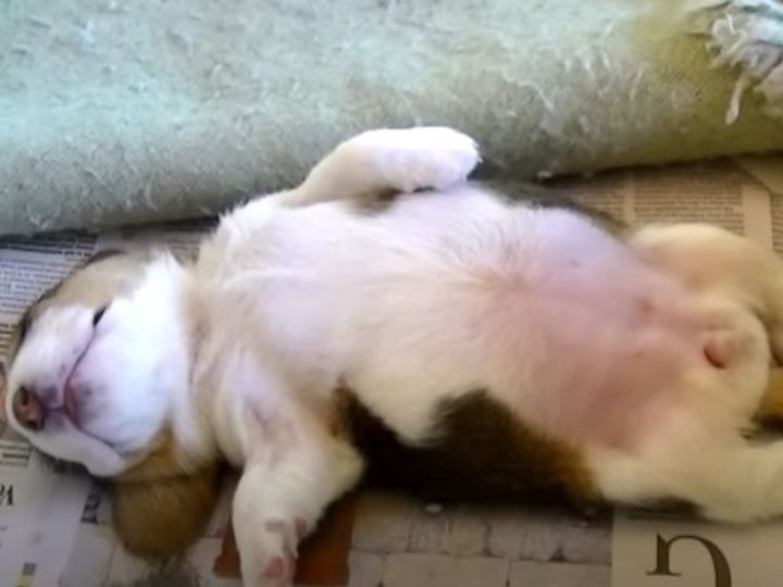 気持ちよさそうに眠るビーグル