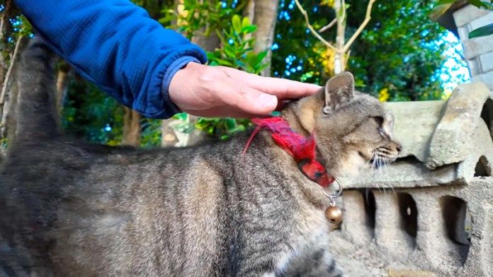 撫でられる猫