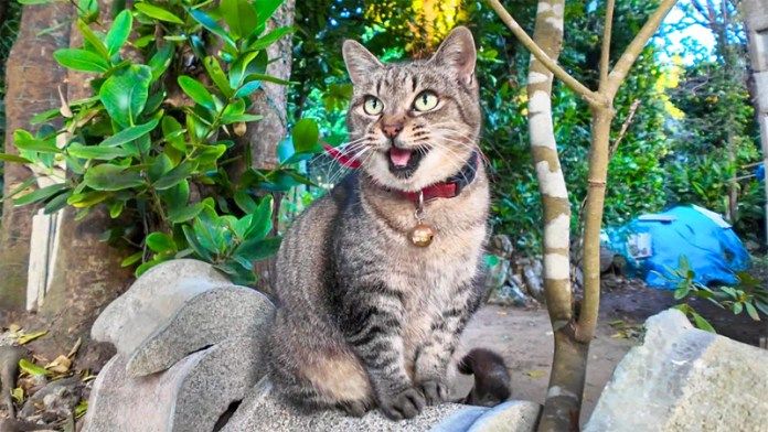 話しかけてくる猫