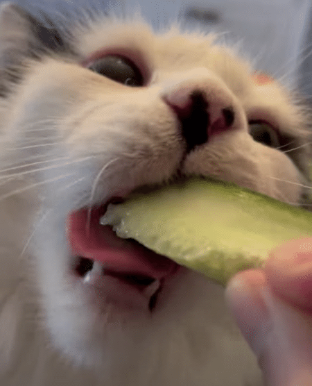猫「きゅうり？そんなの食べにゃうまー！！」