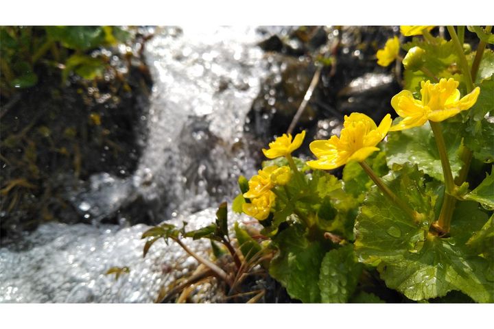 雪が雨に変わり、氷が溶けて水になる「雨水」