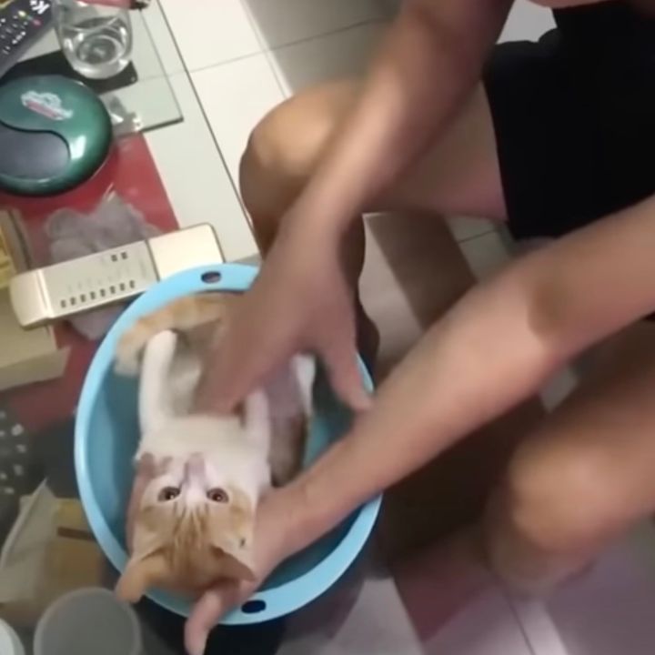 沐浴のロールプレイに駆り出された猫、赤ちゃん役を完璧にこなす