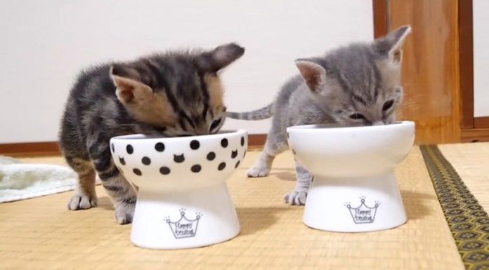 ご飯を食べる子猫達