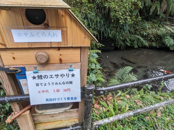 たかたの命水の鯉