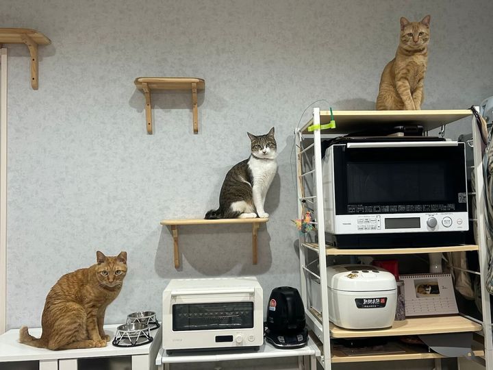 3匹の猫同士の上下関係が分かる写真