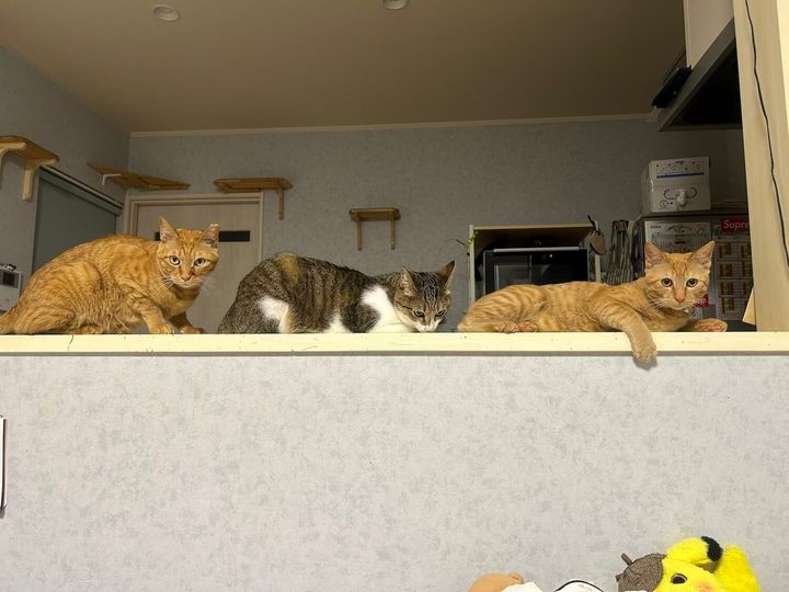 茶トラ猫とキジ白猫