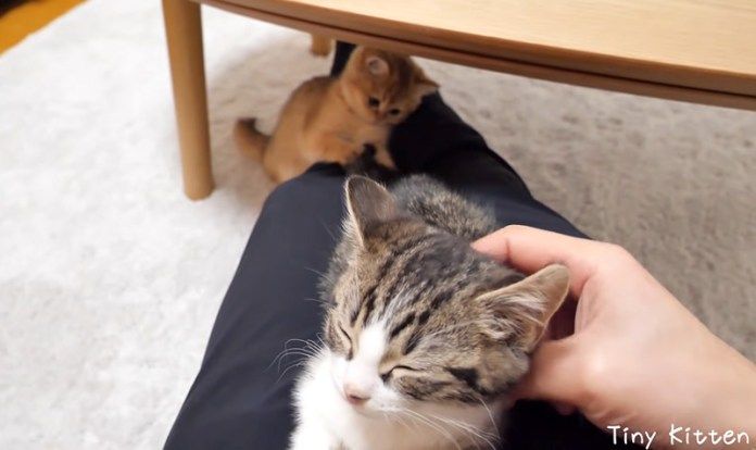 シッポで遊ぶ子猫