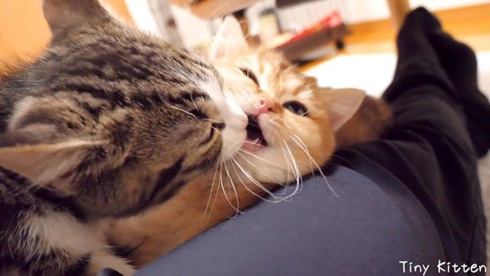 指導が入った子猫