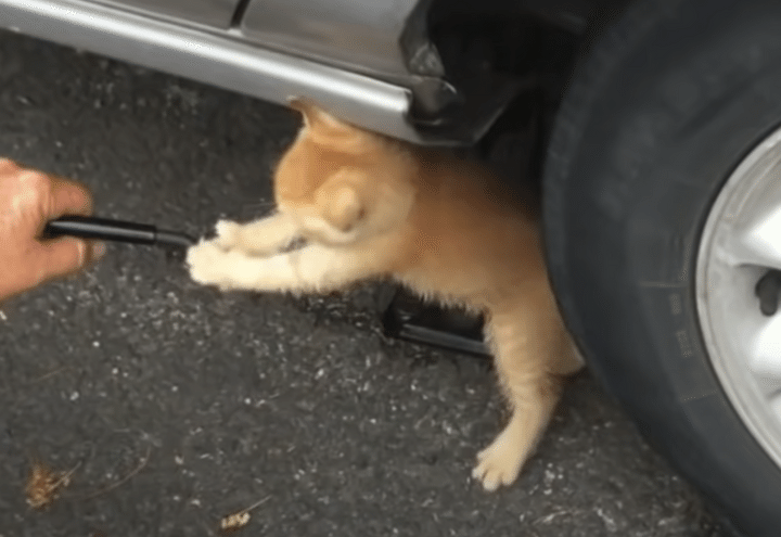 タイヤ交換したいだけなのに！ 子猫の可愛い妨害。