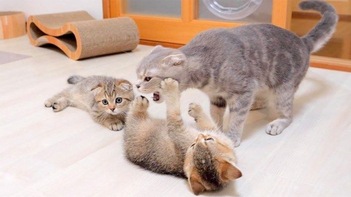 母猫に戦いを挑む子猫