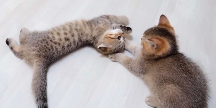 遊ぶ子猫達