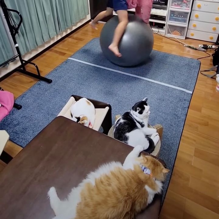 寝転びて居間で寛ぐ3匹の猫、ボールに弾む飼い主見ながら