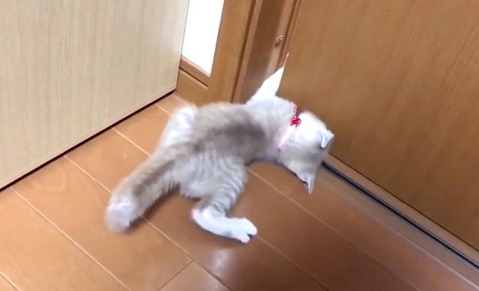 ドアを開ける子猫