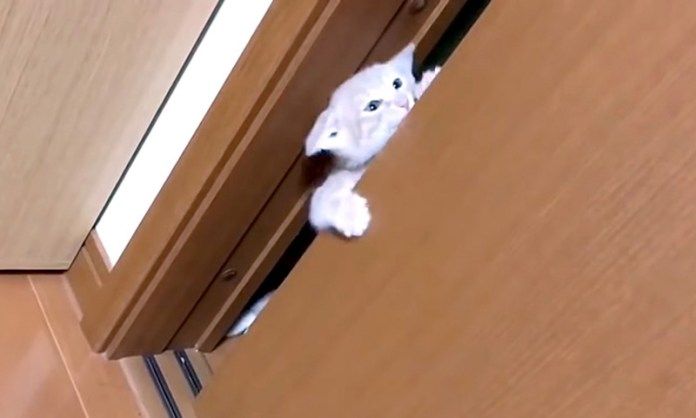 ドアをこじ開ける子猫