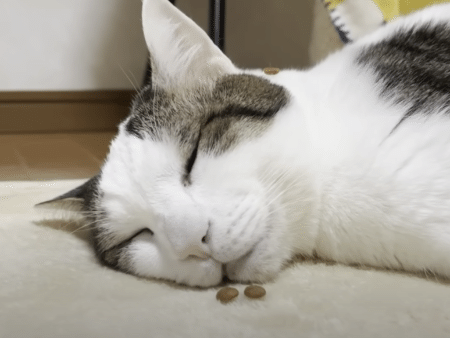 爆睡している猫さんに寝起きドッキリ！ 目の前におやつが置いてあったら？
