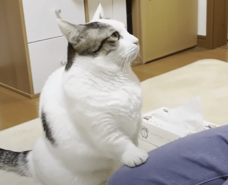 爆睡している猫さんに寝起きドッキリ！ 目の前におやつが置いてあったら？